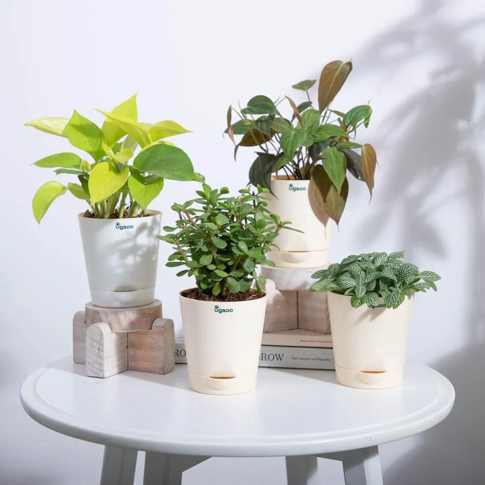 indoor plants care